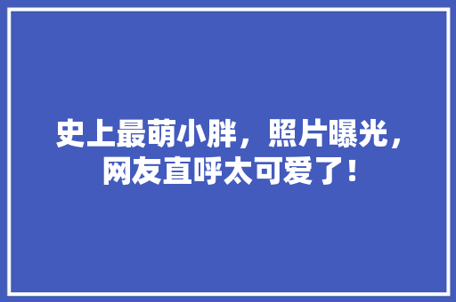 史上最萌小胖，照片曝光，网友直呼太可爱了！ 神马SEO