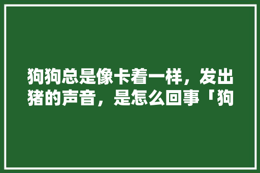 狗狗总是像卡着一样，发出猪的声音，是怎么回事「狗狗为什么叫起来像羊叫」 狗狗总是像卡着一样，发出猪的声音，是怎么回事「狗狗为什么叫起来像羊叫」 GoogleSEO
