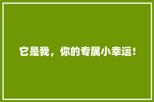 它是我，你的专属小幸运！ 百度SEO