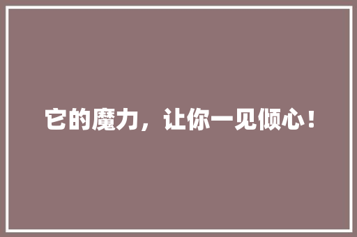 它的魔力，让你一见倾心！ GoogleSEO