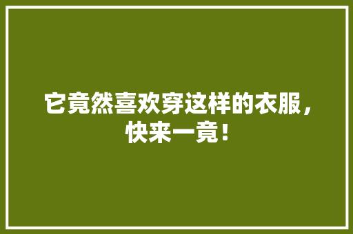 它竟然喜欢穿这样的衣服，快来一竟！ 必应SEO