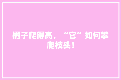 橘子爬得高，“它”如何攀爬枝头！ GoogleSEO