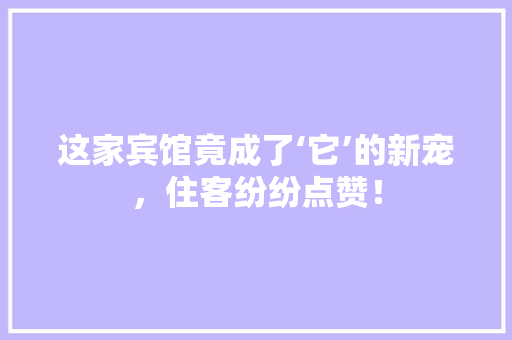 这家宾馆竟成了‘它’的新宠，住客纷纷点赞！ 必应SEO