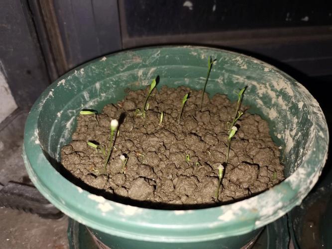 菠菜播种出苗率低怎么办「波波为什么会变成乌龟」 搜狗SEO 菠菜播种出苗率低怎么办「波波为什么会变成乌龟」 菠菜播种出苗率低怎么办「波波为什么会变成乌龟」 搜狗SEO