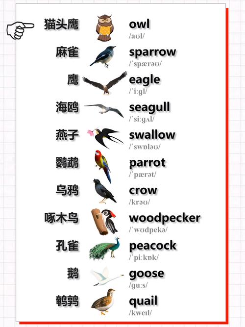小鸟英语怎样说「英语鹦鹉为什么会说话」 小鸟英语怎样说「英语鹦鹉为什么会说话」 必应SEO