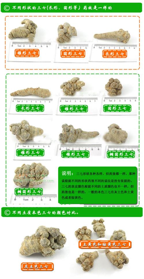 三七粉大的好还是小的好「田七为什么越大越好吃」 神马SEO 三七粉大的好还是小的好「田七为什么越大越好吃」 三七粉大的好还是小的好「田七为什么越大越好吃」 神马SEO