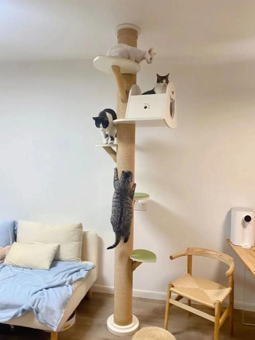 that和cat的a发音相同吗「cats猫爬架为什么这么贵」 GoogleSEO that和cat的a发音相同吗「cats猫爬架为什么这么贵」 that和cat的a发音相同吗「cats猫爬架为什么这么贵」 GoogleSEO