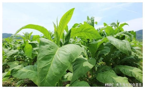 在农村种植野菜有市场不?通过什么渠道销售出去「为什么要从事网络销售工作」 搜狗SEO 在农村种植野菜有市场不?通过什么渠道销售出去「为什么要从事网络销售工作」 在农村种植野菜有市场不?通过什么渠道销售出去「为什么要从事网络销售工作」 搜狗SEO