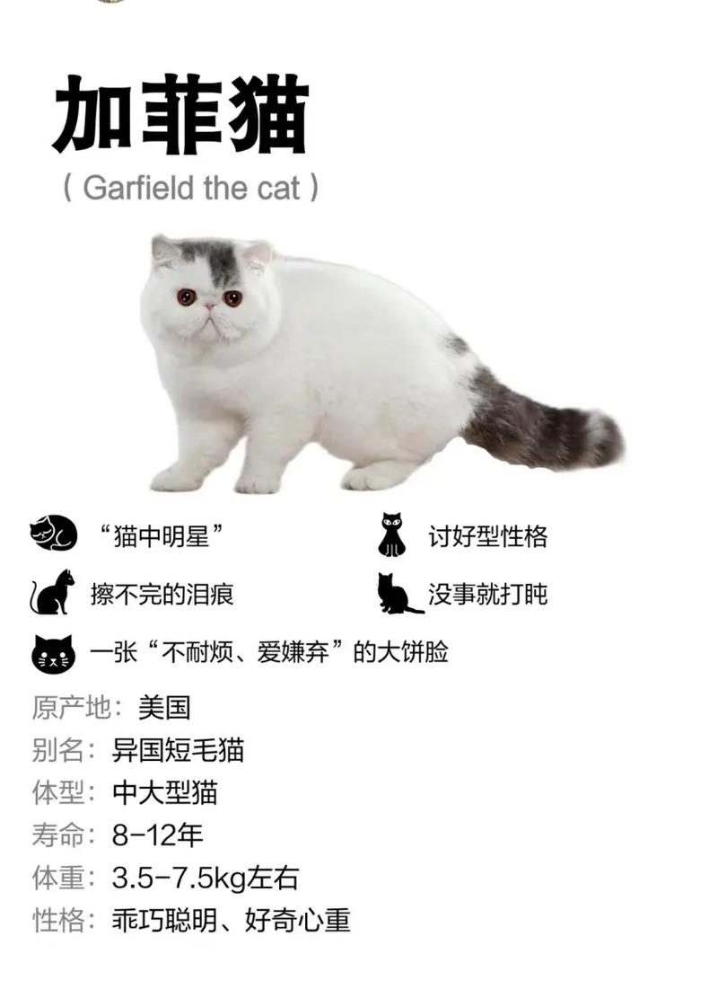 想养一只猫,是选择英短还是加菲呢「加菲猫为什么流行到中国」 搜狗SEO 想养一只猫,是选择英短还是加菲呢「加菲猫为什么流行到中国」 想养一只猫,是选择英短还是加菲呢「加菲猫为什么流行到中国」 搜狗SEO