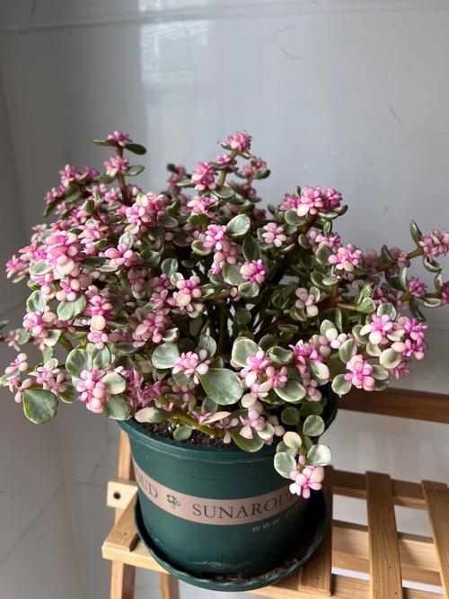 药锦植物是怎么上色的「为什么药有五颜六色的东西」 GoogleSEO 药锦植物是怎么上色的「为什么药有五颜六色的东西」 药锦植物是怎么上色的「为什么药有五颜六色的东西」 GoogleSEO