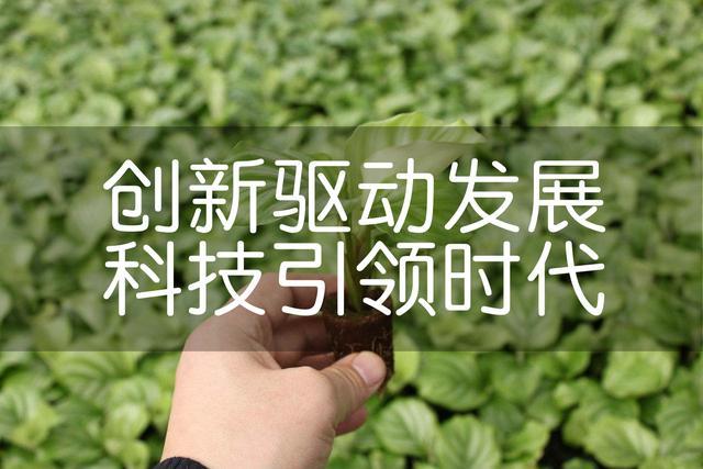 叶草G3540,绿色创新之路的引领者 搜狗SEO 叶草G3540,绿色创新之路的引领者 叶草G3540,绿色创新之路的引领者 搜狗SEO