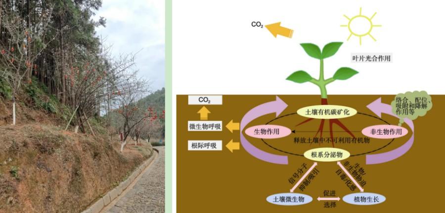 叶草G4441,提示绿色植物在环境治理中的重要作用 搜狗SEO 叶草G4441,提示绿色植物在环境治理中的重要作用 叶草G4441,提示绿色植物在环境治理中的重要作用 搜狗SEO
