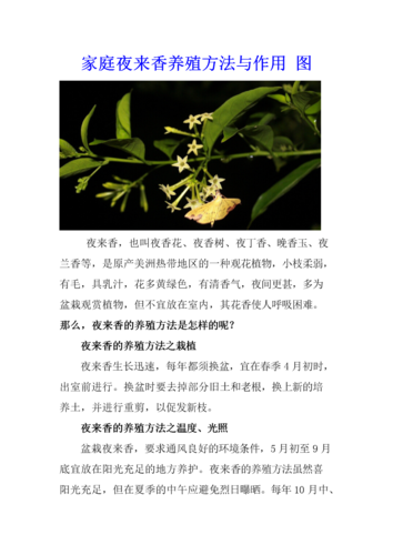 夜来香网站,引领现代生活方式的创新平台 神马SEO 夜来香网站,引领现代生活方式的创新平台 夜来香网站,引领现代生活方式的创新平台 神马SEO