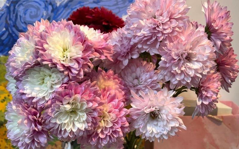 小菊花网站,绿色生活方式的新标杆 必应SEO 小菊花网站,绿色生活方式的新标杆 小菊花网站,绿色生活方式的新标杆 必应SEO