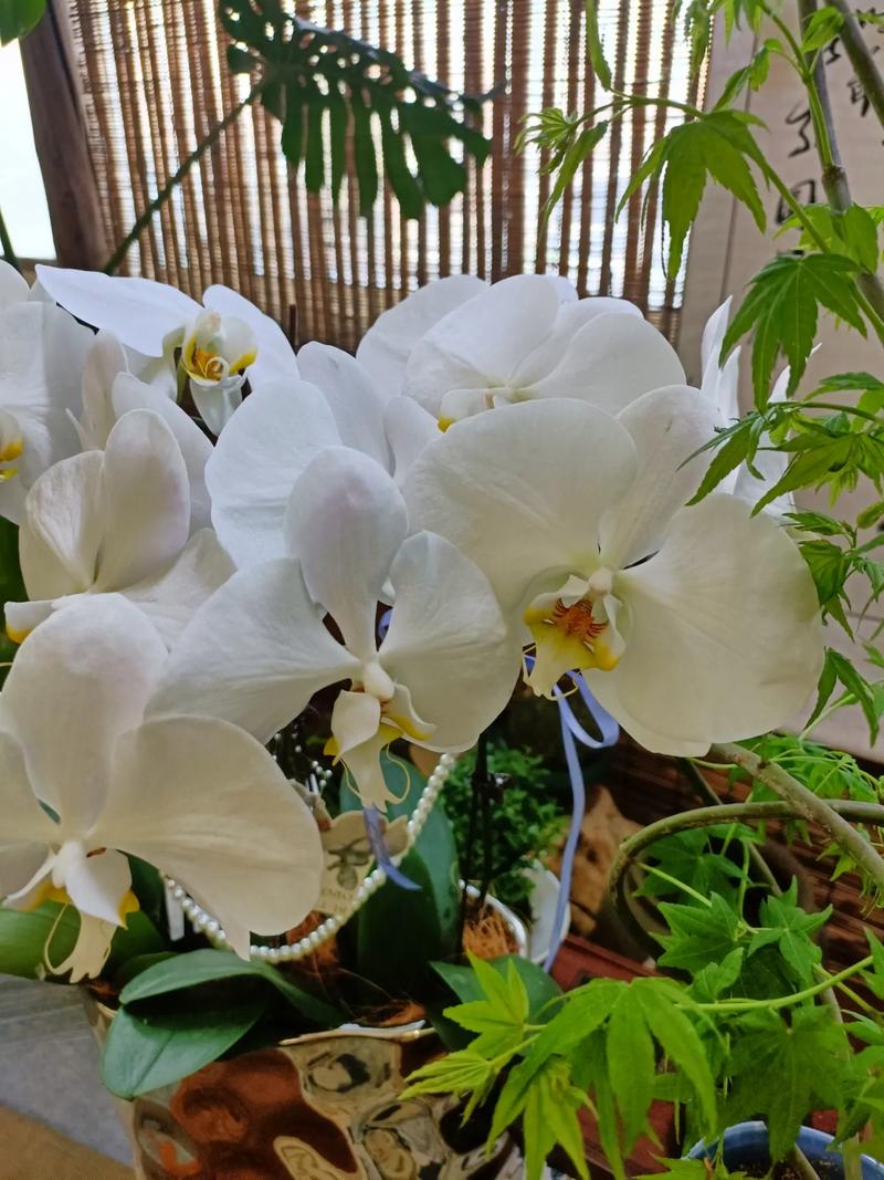 花之艺境,探索设计素材网站中的花卉美学 百度SEO 花之艺境,探索设计素材网站中的花卉美学 花之艺境,探索设计素材网站中的花卉美学 百度SEO