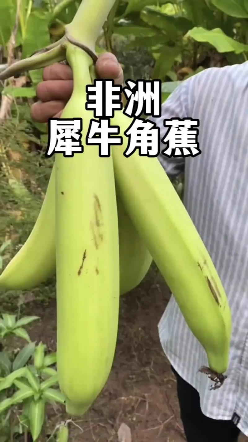 大香香蕉网站,创新引领农业科技发展新潮流 大香香蕉网站,创新引领农业科技发展新潮流 GoogleSEO