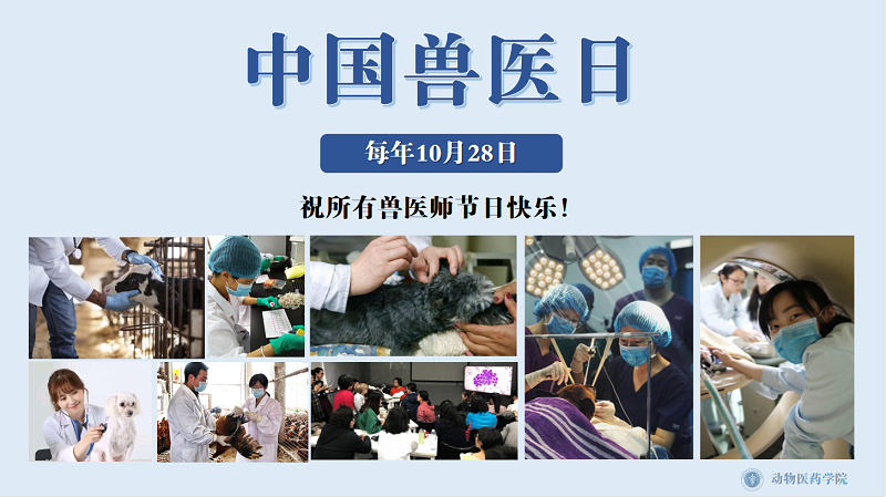 打造专业兽医网站，助力动物健康事业