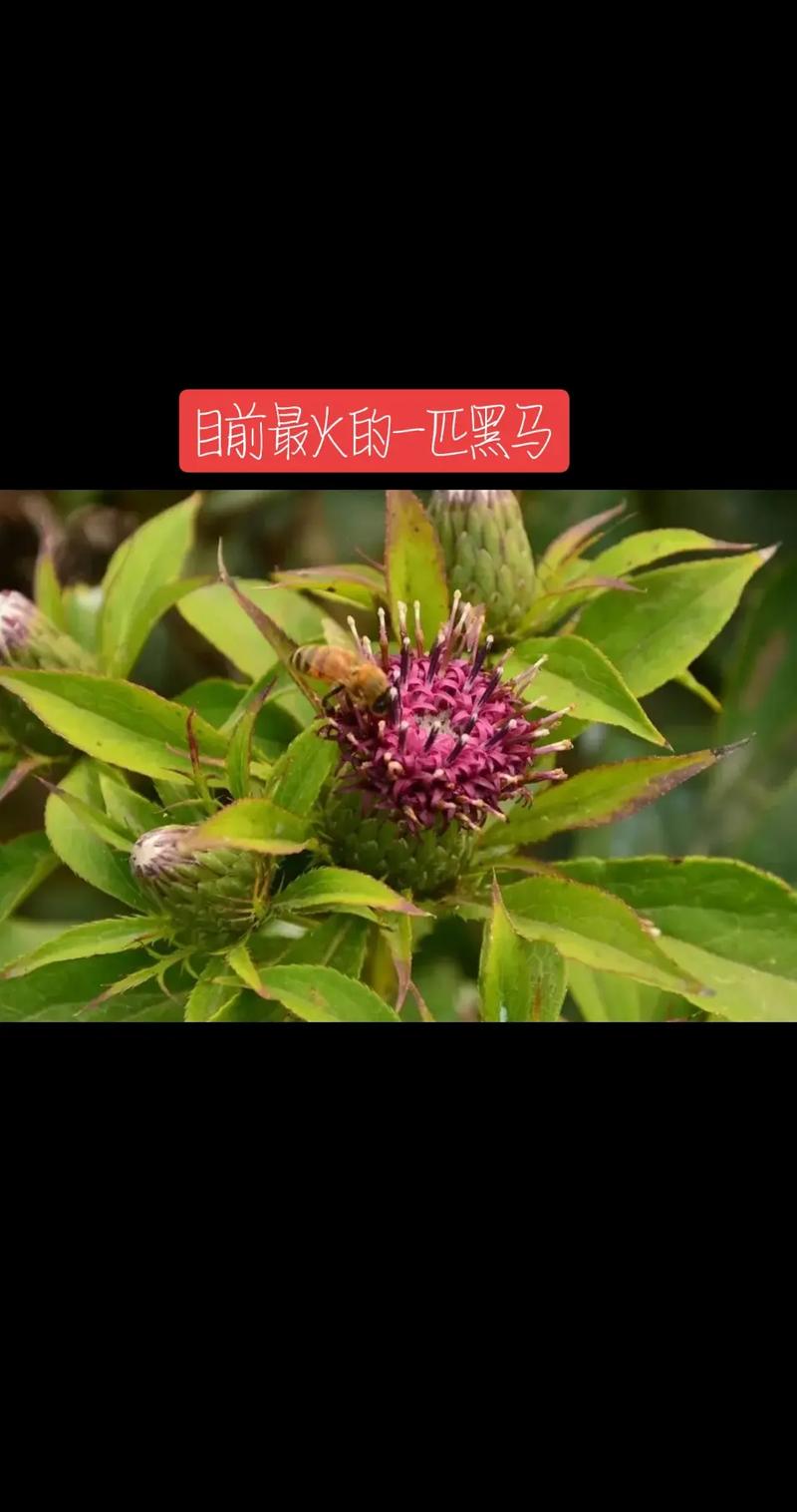 白术种子,传统中医药宝库中的绿色瑰宝 必应SEO 白术种子,传统中医药宝库中的绿色瑰宝 白术种子,传统中医药宝库中的绿色瑰宝 必应SEO